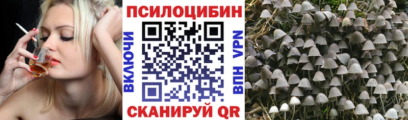 купить наркотики цена  Пласт  Псилоцибиновые грибы мицелий 